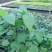 血通菜苗绿线叶宽叶十万错铁打草盗偷草四季野菜当季火锅蔬菜