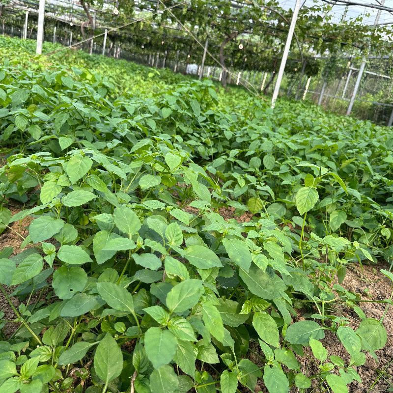 血通菜苗绿线叶宽叶十万错铁打草盗偷草四季野菜当季火锅蔬菜