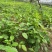 血通菜苗绿线叶宽叶十万错铁打草盗偷草四季野菜当季火锅蔬菜