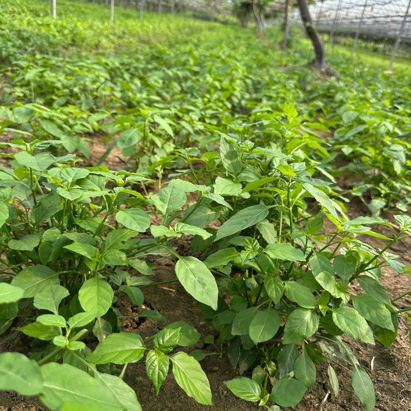 血通菜苗绿线叶宽叶十万错铁打草盗偷草四季野菜当季火锅蔬菜