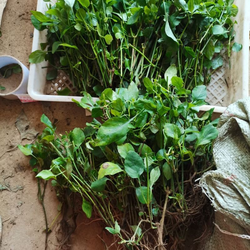 血通菜苗绿线叶宽叶十万错铁打草盗偷草四季野菜当季火锅蔬菜