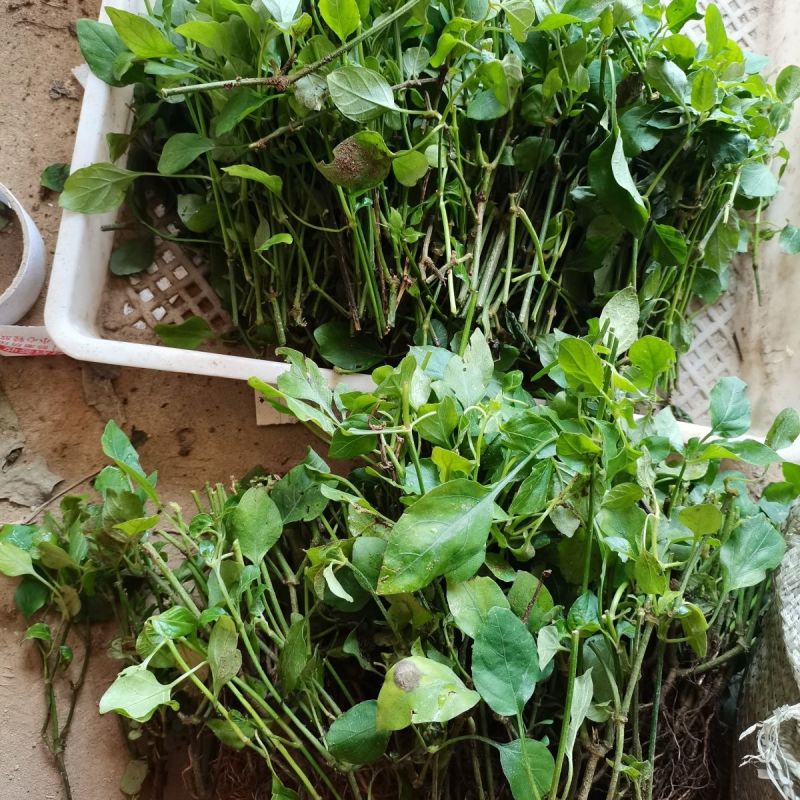 血通菜苗绿线叶宽叶十万错铁打草盗偷草四季野菜当季火锅蔬菜
