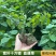 血通菜苗绿线叶宽叶十万错铁打草盗偷草四季野菜当季火锅蔬菜