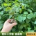 血通菜苗绿线叶宽叶十万错铁打草盗偷草四季野菜当季火锅蔬菜