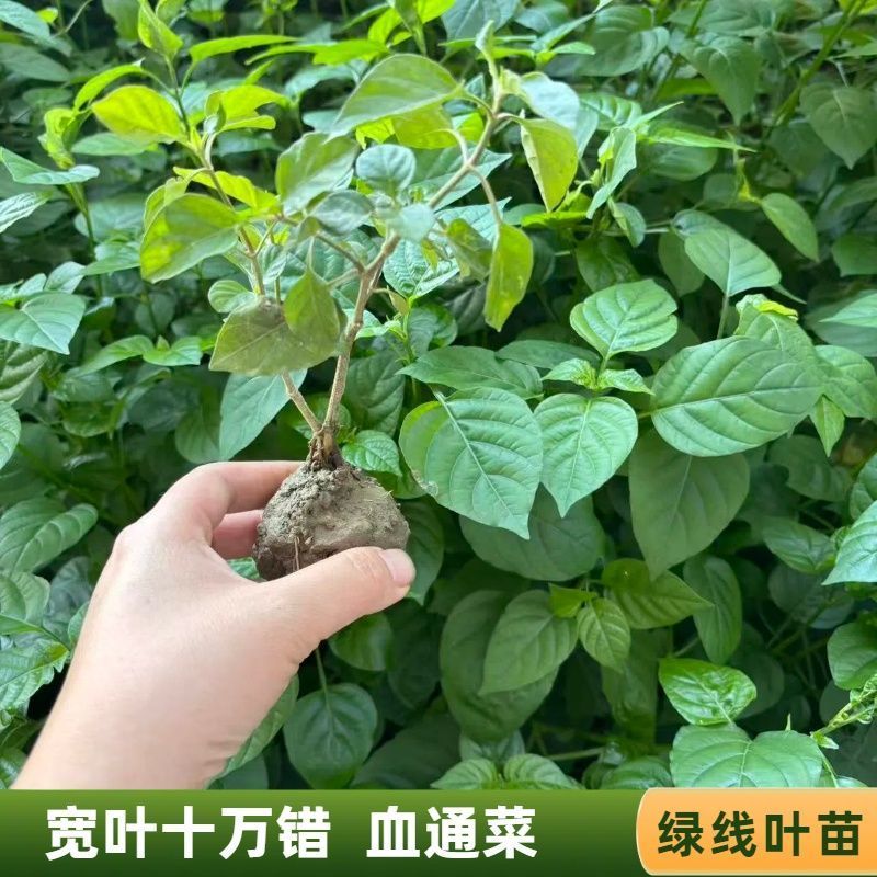 血通菜苗绿线叶宽叶十万错铁打草盗偷草四季野菜当季火锅蔬菜