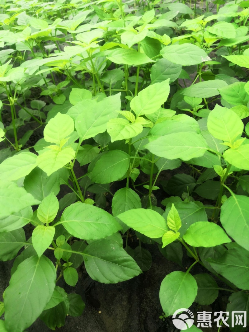 血通菜苗绿线叶宽叶十万错铁打草盗偷草四季野菜当季火锅蔬菜