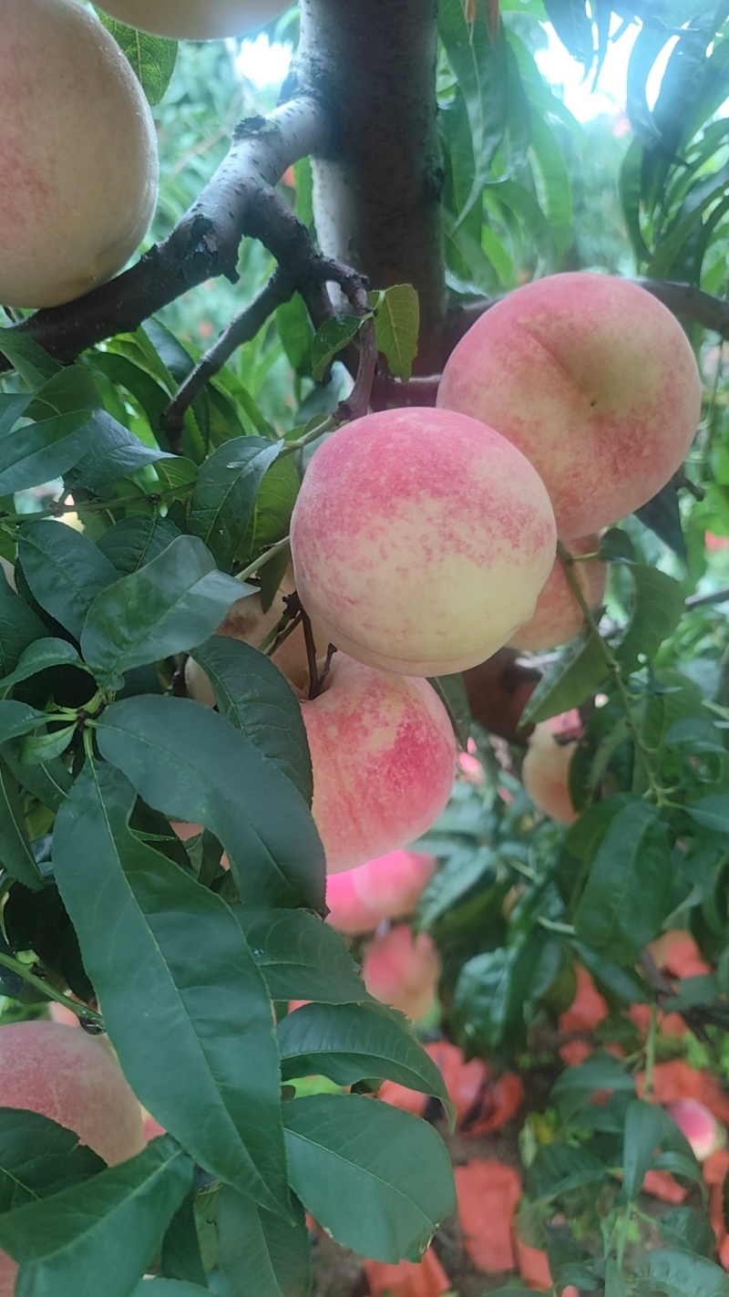 金秋红蜜