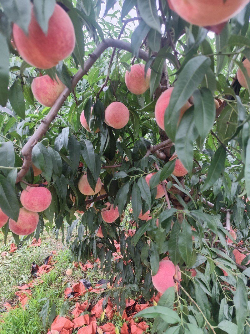 金秋红蜜