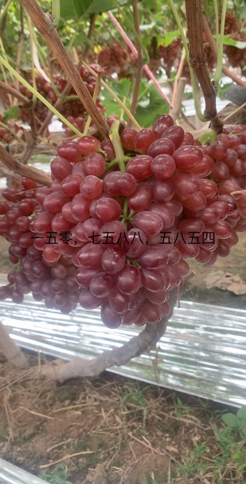 自家种植克伦生