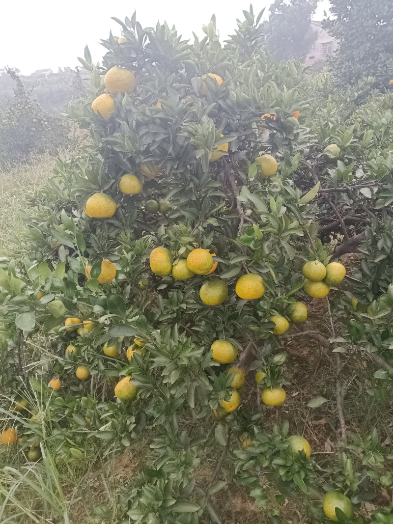 高山蜜桔
