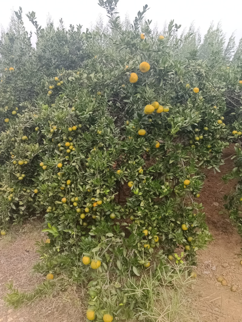 高山蜜桔