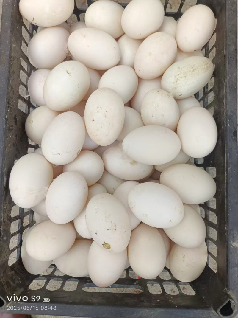 鹅蛋