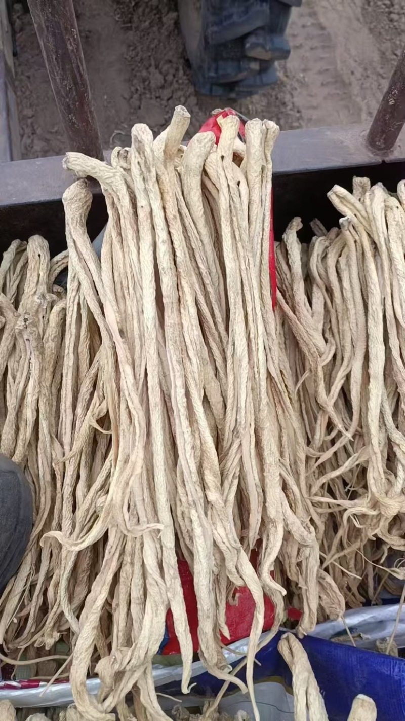 精品白萝卜条，干萝卜条，大根条，萝卜干，出成率高价格便宜