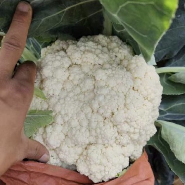菜花产地菜花大量上市现采现发欢迎新老客户前来洽谈