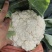 菜花产地菜花大量上市现采现发欢迎新老客户前来洽谈