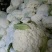 菜花产地菜花大量上市现采现发欢迎新老客户前来洽谈
