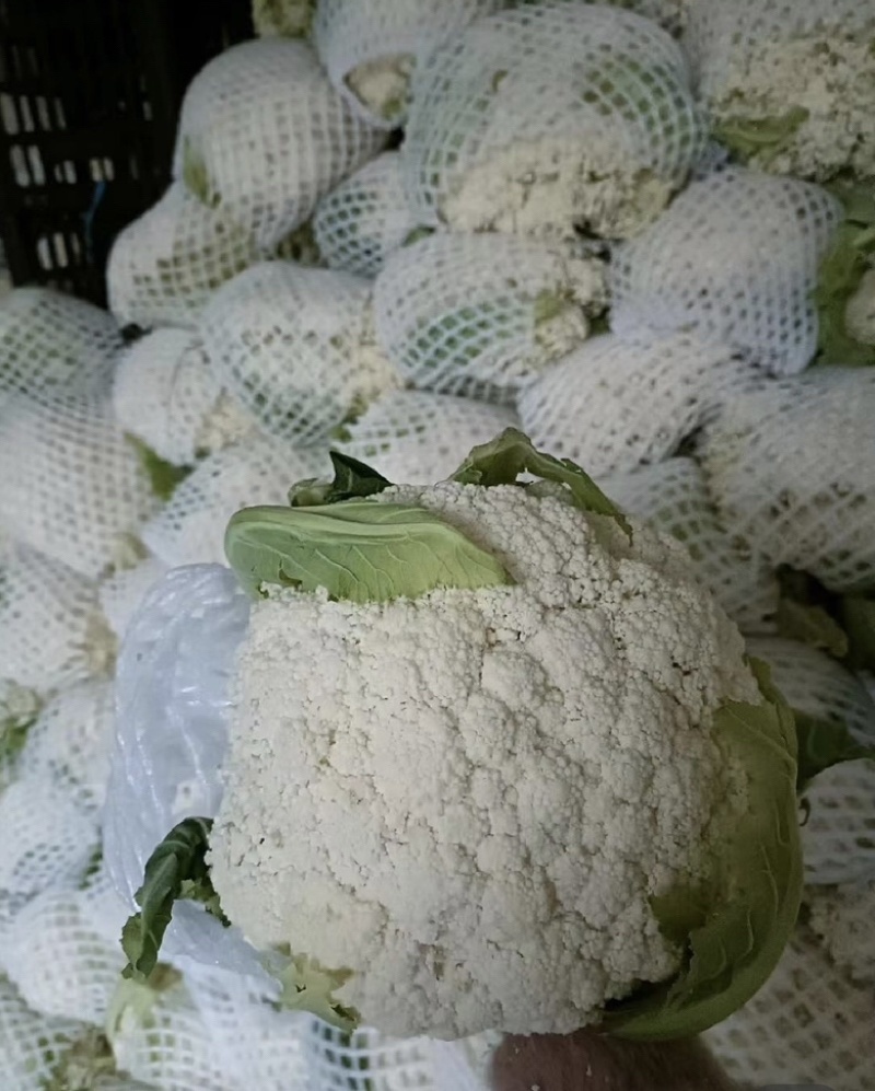 菜花产地菜花大量上市现采现发欢迎新老客户前来洽谈