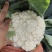 菜花产地菜花大量上市现采现发欢迎新老客户前来洽谈