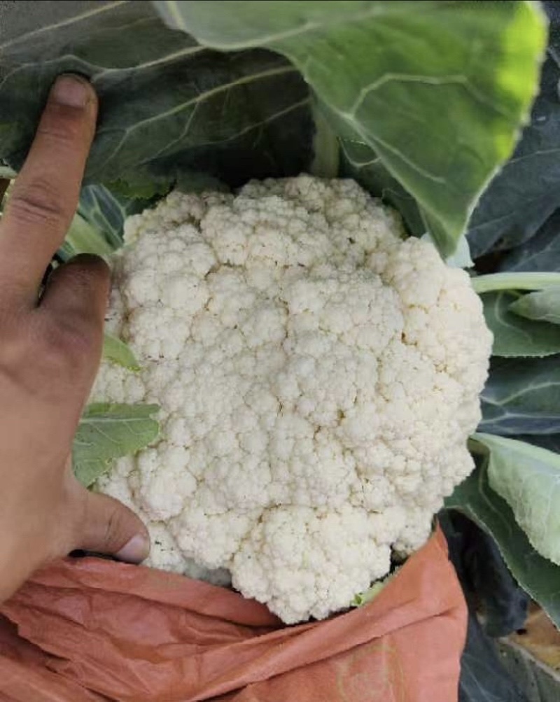 菜花产地菜花大量上市现采现发欢迎新老客户前来洽谈