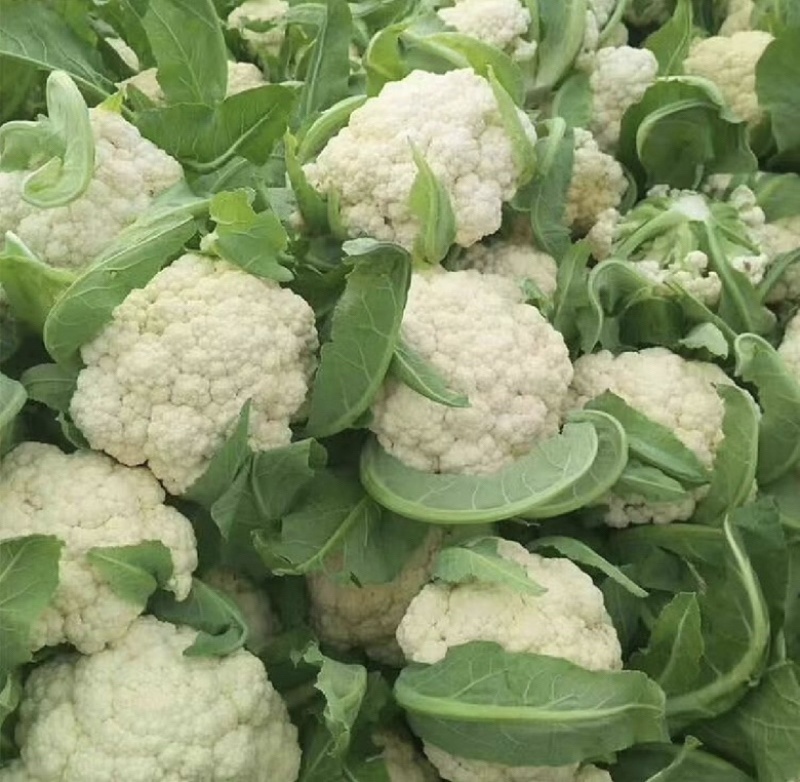 菜花产地菜花大量上市现采现发欢迎新老客户前来洽谈