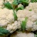 菜花产地菜花大量上市现采现发欢迎新老客户前来洽谈