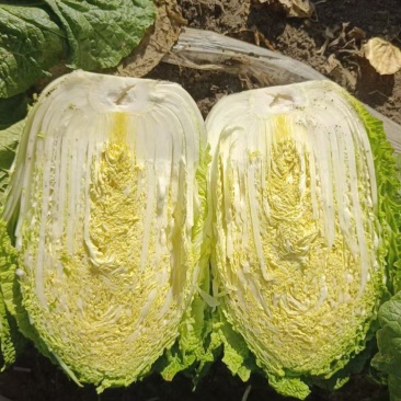 牡丹江，黄芯白菜基地