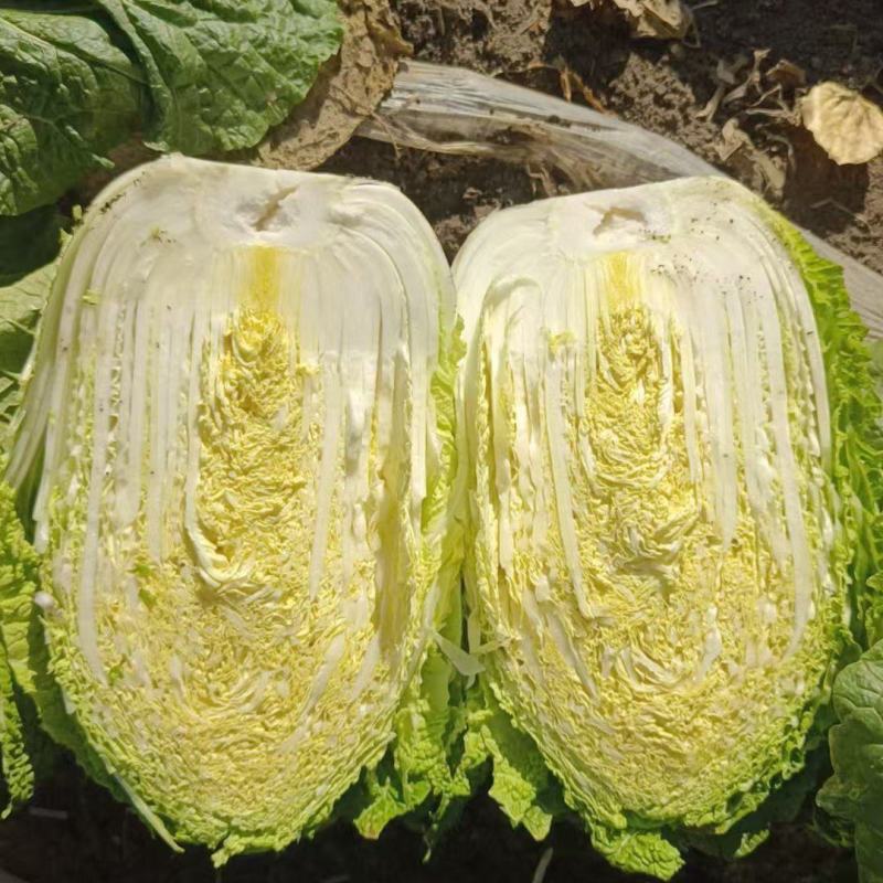 牡丹江，黄芯白菜基地