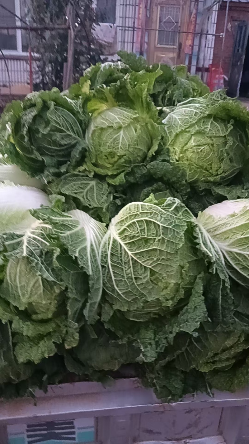 牡丹江，黄芯白菜基地