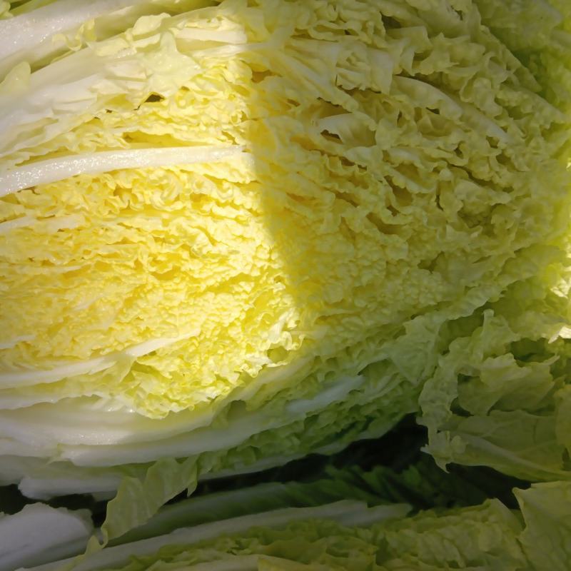 黄心大白菜