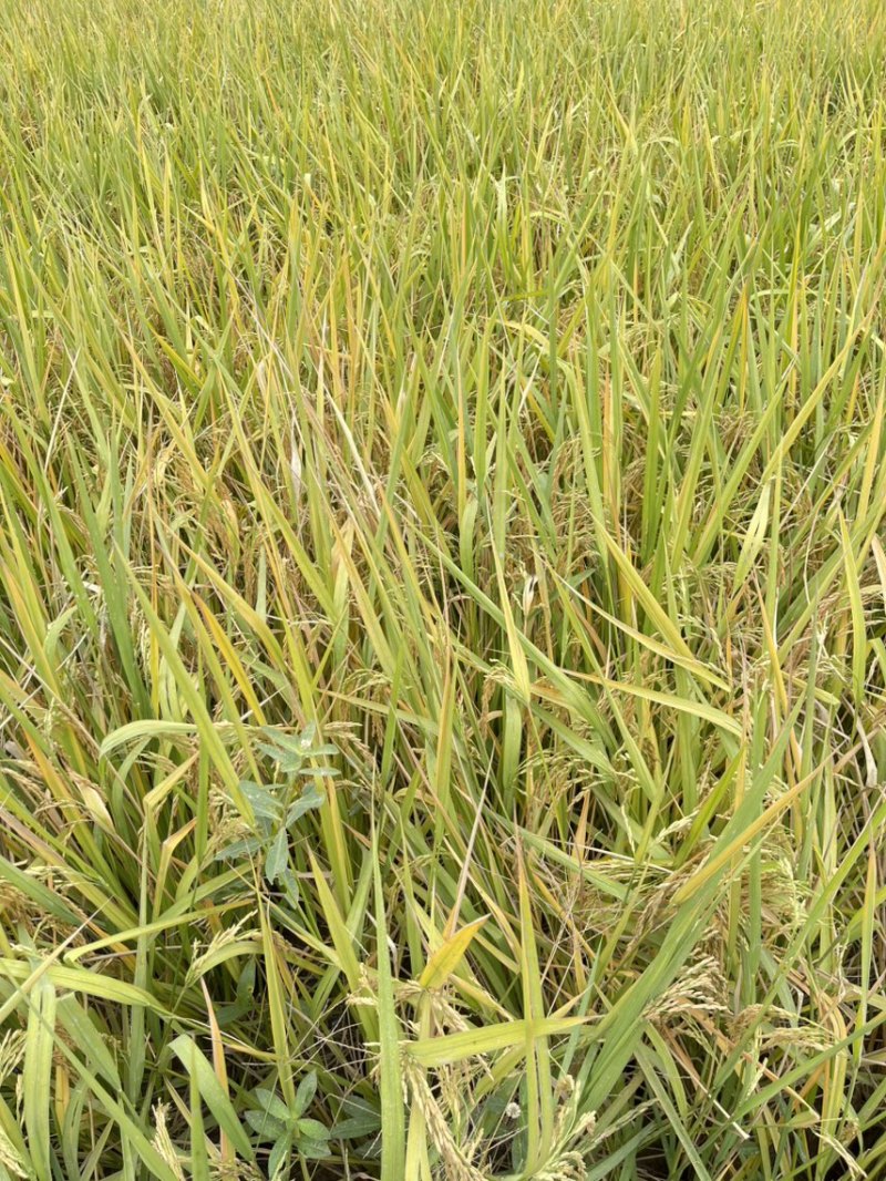 湖北大米优质软香米千年屯粮坡古长渠（现木渠）生产