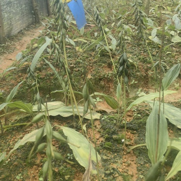 毛慈姑果夹