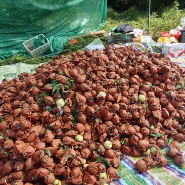 50亩冬桃大量上市欢迎想批发的朋友合作