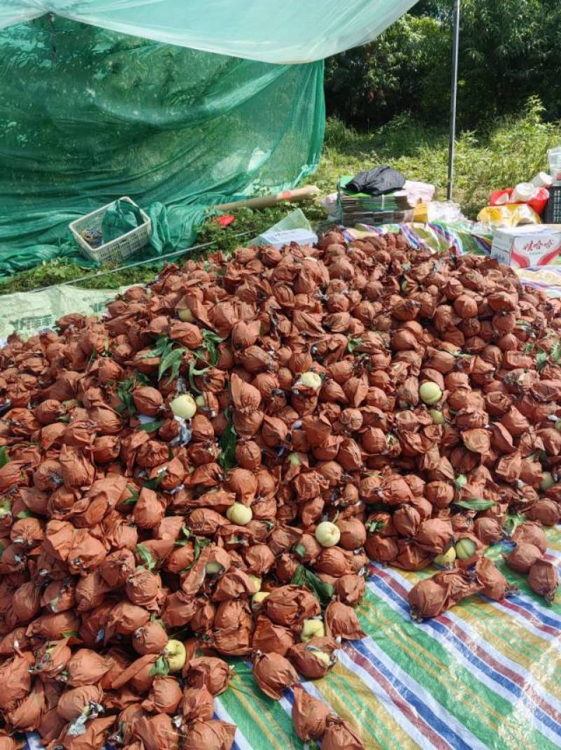 50亩冬桃大量上市欢迎想批发的朋友合作