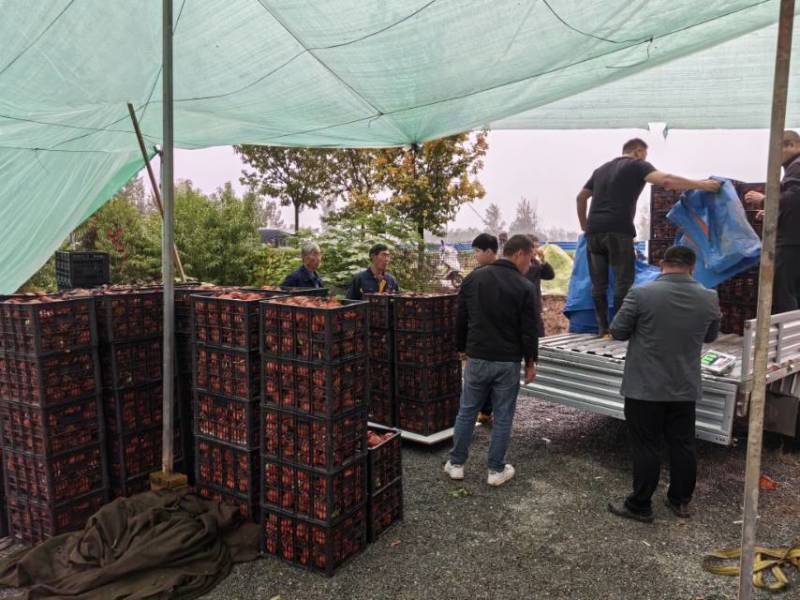 50亩冬桃大量上市欢迎想批发的朋友合作