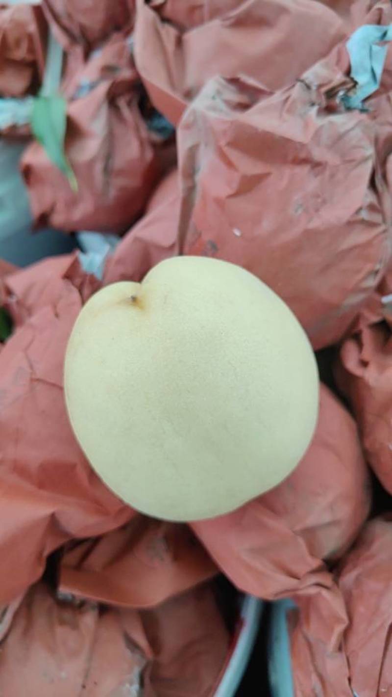 50亩冬桃大量上市欢迎想批发的朋友合作