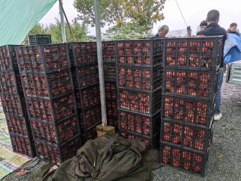 50亩冬桃大量上市欢迎想批发的朋友合作