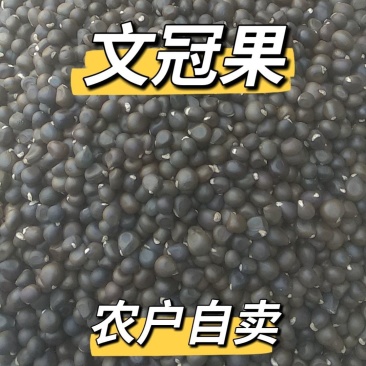 新采精选当年文冠果籽泡茶坚果批发文冠果树籽文冠果种绿植保