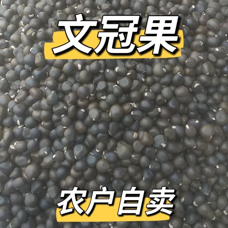 新采精选当年文冠果籽泡茶坚果批发文冠果树籽文冠果种绿植保