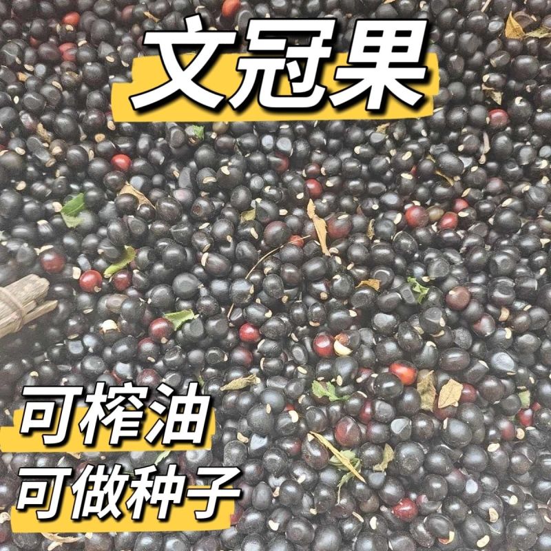 新采精选当年文冠果籽泡茶坚果批发文冠果树籽文冠果种绿植保