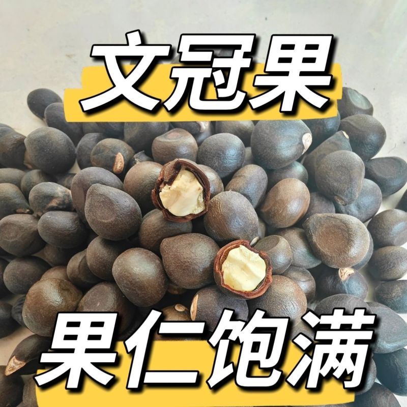 新采精选当年文冠果籽泡茶坚果批发文冠果树籽文冠果种绿植保