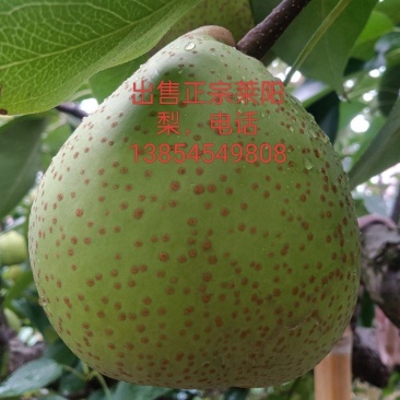 通货莱阳梨