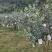 菲油果，又称费约果、肥吉果、凤榴，其营养价值极其丰富。