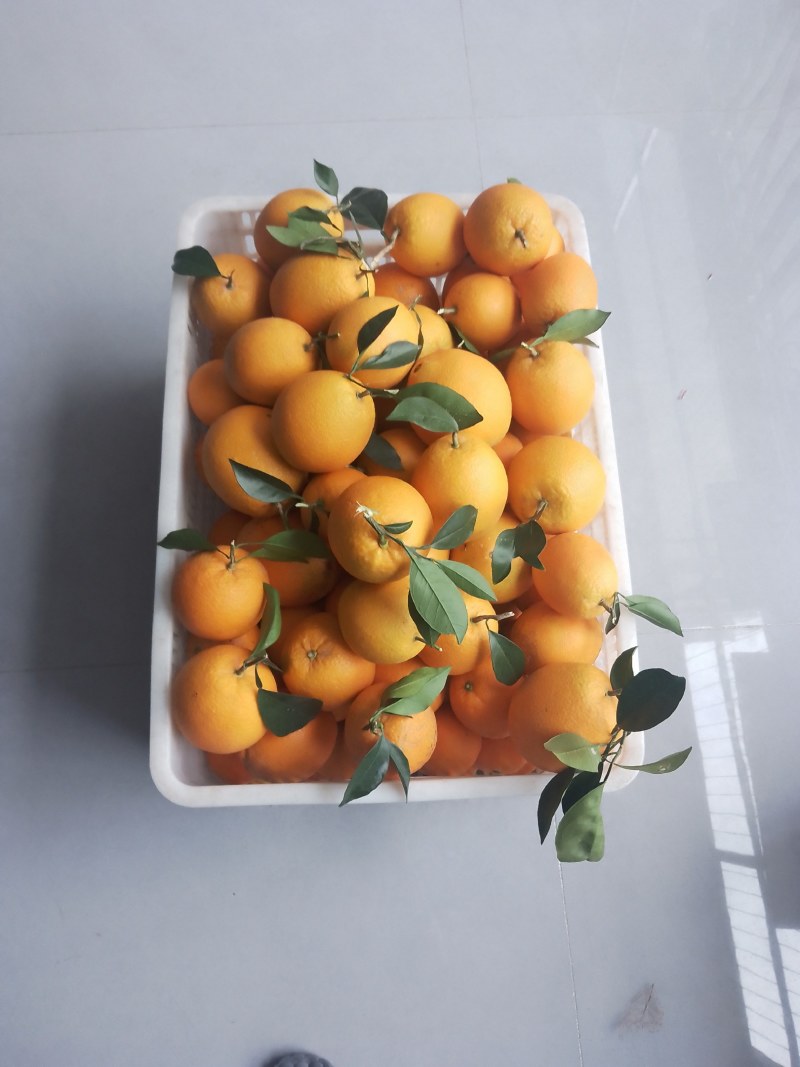 备年货现采摘发货欢迎咨询