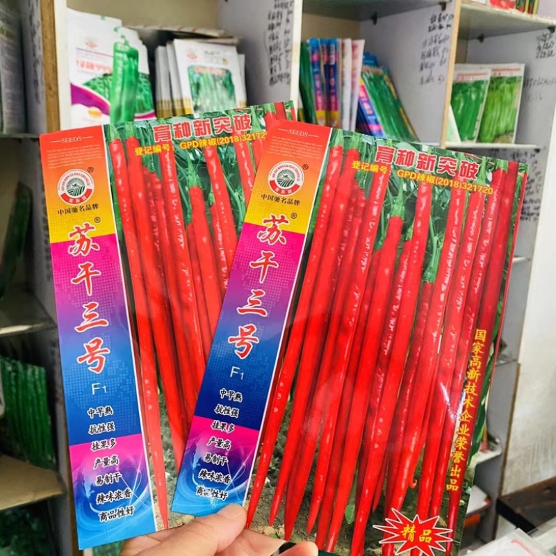 苏干三号中早熟品种辣香味浓青红两用品种种子