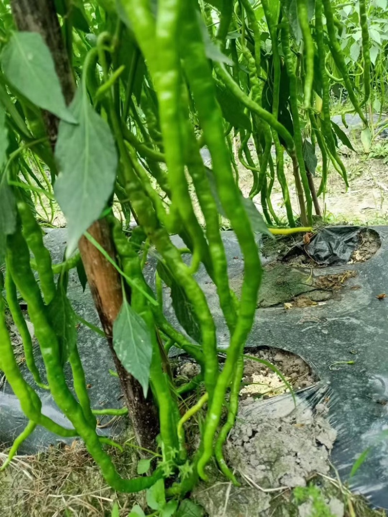 苏干三号中早熟品种辣香味浓青红两用品种种子