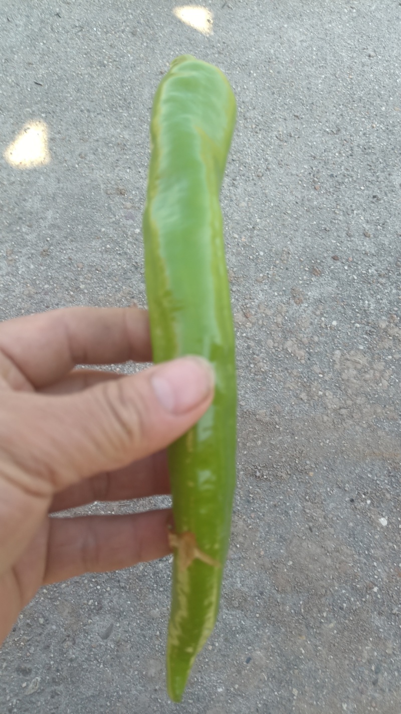 鲜辣椒