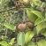 山茶油果