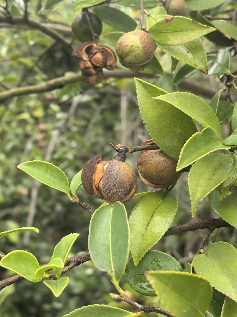 山茶油果