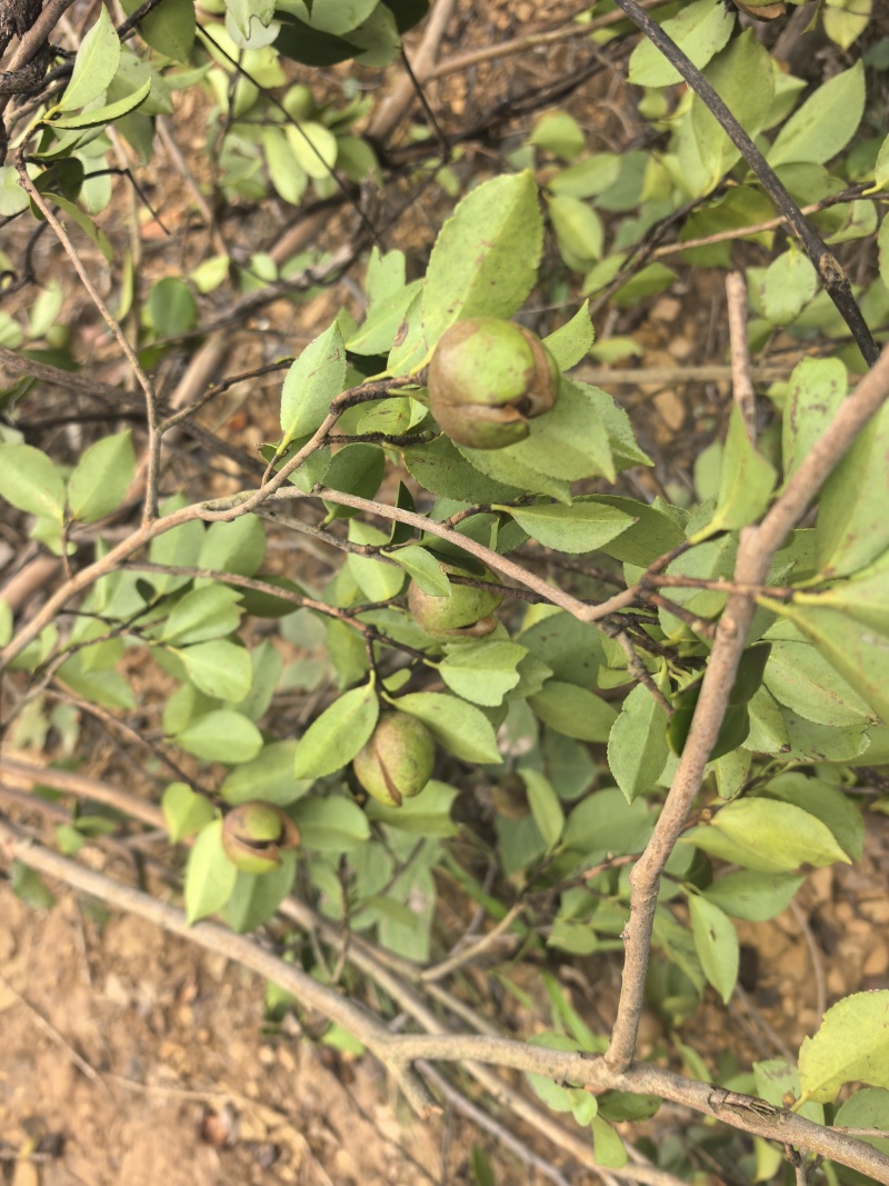 山茶油果