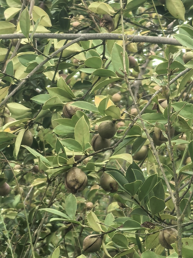 山茶油果